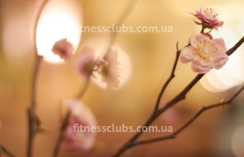 ������ ���� �Yoga club� 