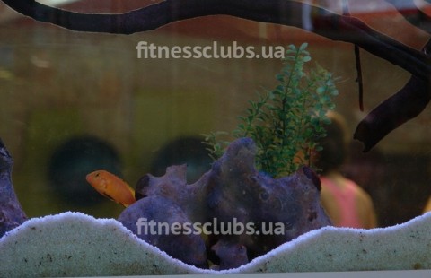 ���������� ���� ����� ����� �� �������